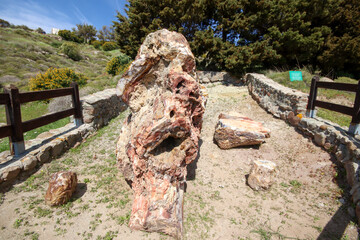 A fossilized tree trunk from the UNESCO Geopark 