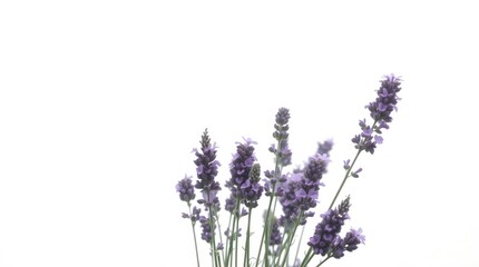 Fresh Lavender Flowers Isolated Against White Background for Floral Design