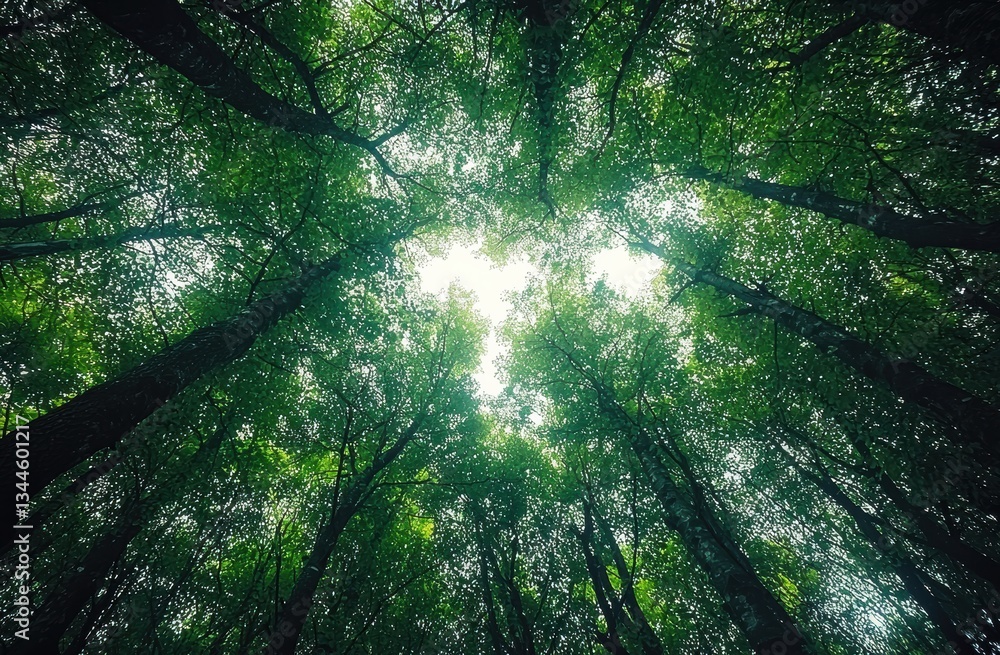 Poster Sunlight filters through a dense canopy of leaves in a vibrant green forest, creating a tranquil and natural scene