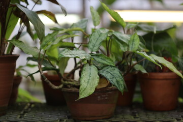 Group of potted plants sitting on a table.