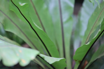 Obraz premium A green leaf plant, a close up view showing its details.