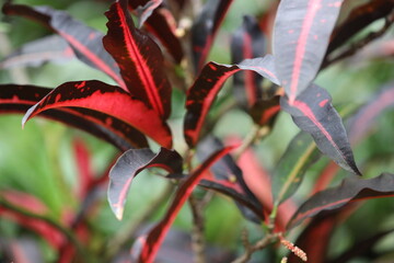 A close-up of a plant with vibrant red leaves.
