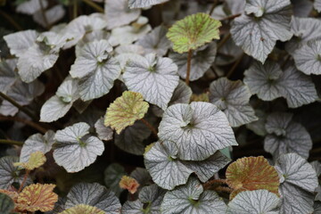 A close-up view of a plant with numerous leaves, great for using as a symbol or adding texture to...