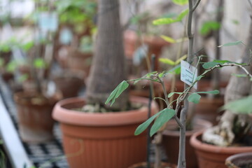 A selection of potted plants growing in a controlled environment of a greenhouse.