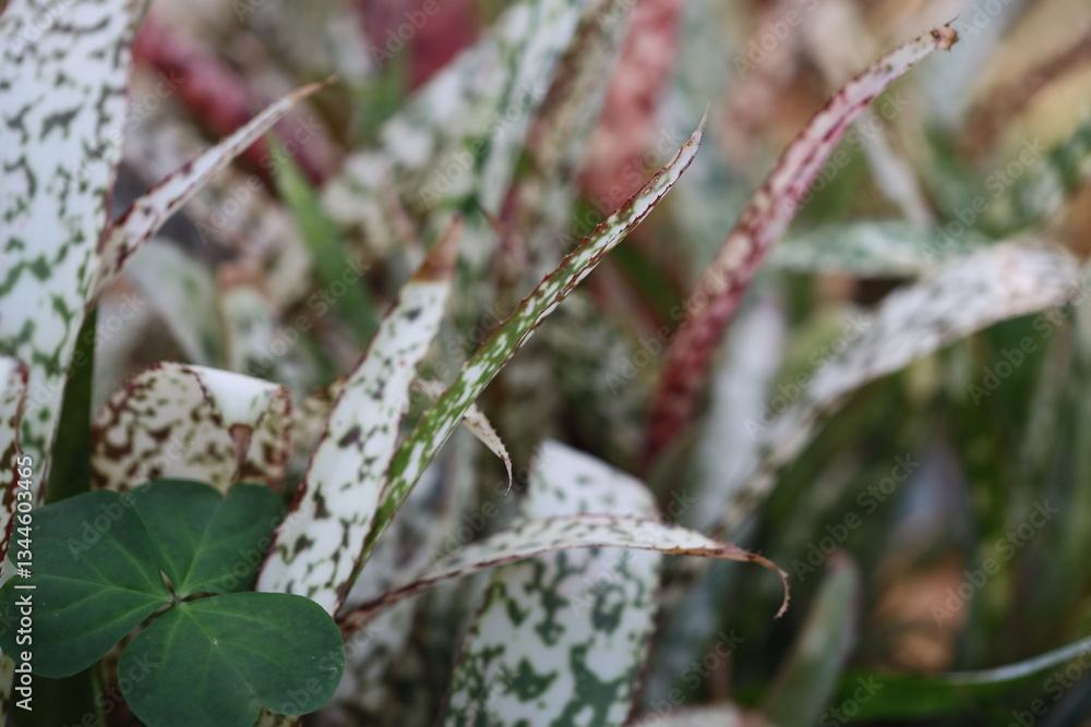 Poster a detailed view of a plant's foliage, ideal for showcasing natural textures and patterns.