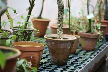 A collection of plants in pots sitting on a table.