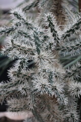 A detailed view of a flower-bearing plant, with delicate white blooms.