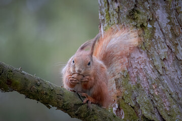 A red, fluffy squirrel sits on the branch and eats a piece of walnut toward the camera lens on a cloudy spring day.	
