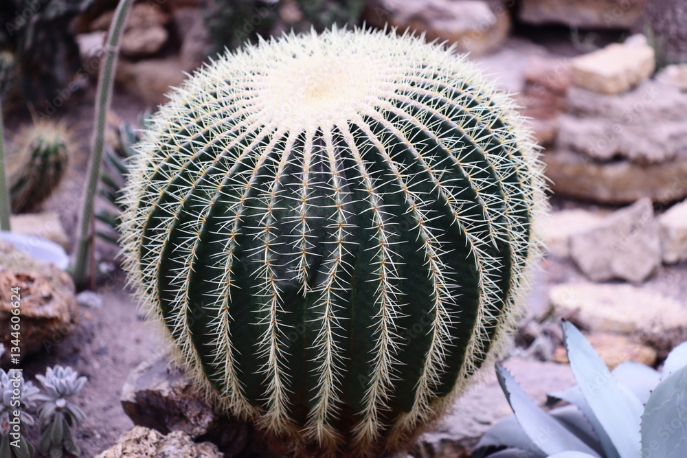 Poster a close-up shot of a cactus plant surrounded by rocky terrain, ideal for use in nature-themed illust