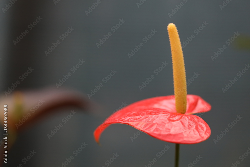 Poster a detailed view of a flower with a blurred out background.