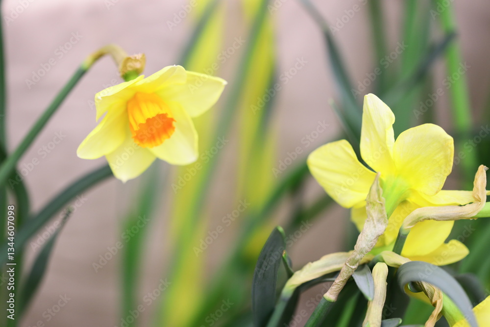 Poster a close-up of a bright yellow flower with green leaves, perfect for using as a decorative element or