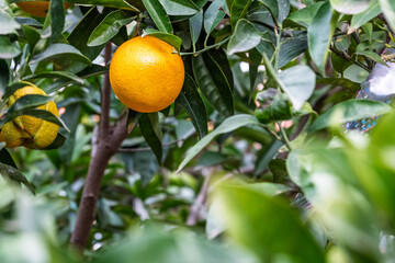 Ripe Oranges on Tree with Green Leaves