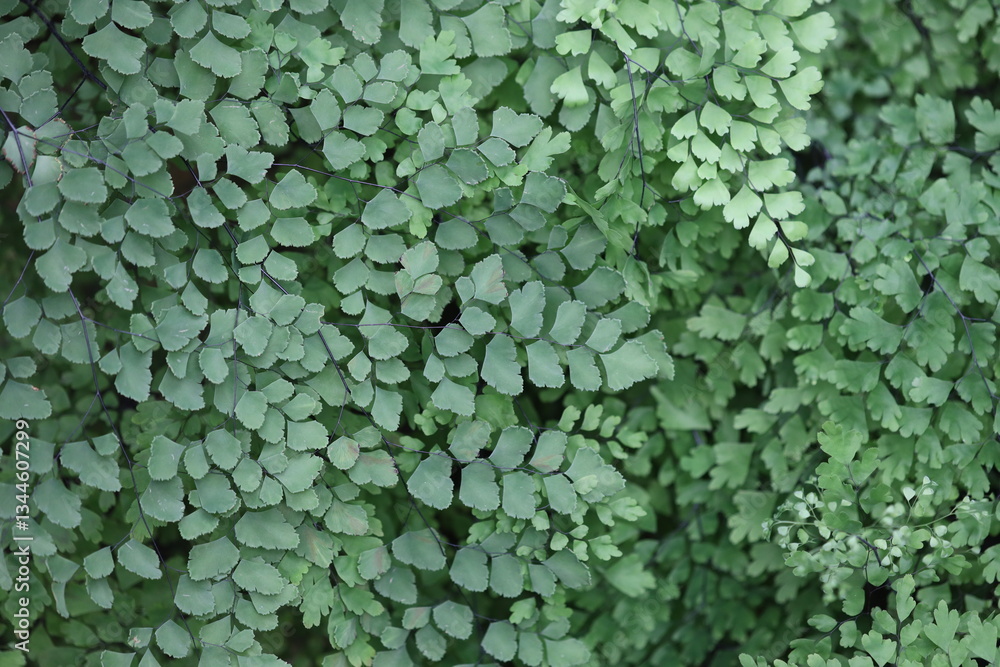 Poster a close-up shot of a bunch of green leaves, ideal for use in nature or botanical contexts.