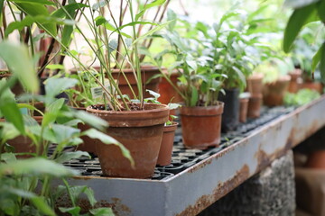 A row of potted plants placed on top of a metal shelf, perfect for indoor or office decoration.