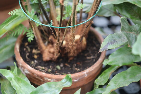 A potted plant wrapped with wire for support or decoration.
