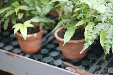 A collection of potted plants placed on a table, great for interior design or home decor.