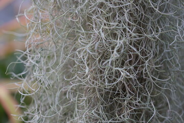 A detailed view of a plant covered in lush moss.