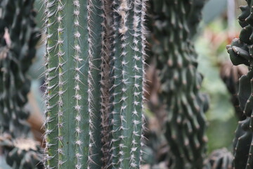 Prickly succulent plants in close-up, ideal for decorative or nature-inspired designs.