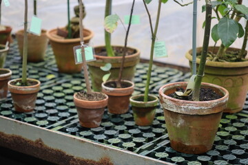 Potted plants sit atop a table, ideal for interior decoration or home office use.