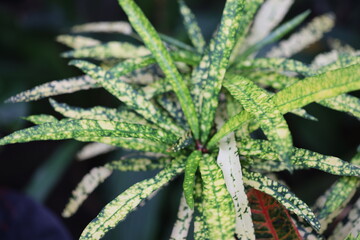 A close-up shot of a plant with white and green leaves, suitable for medical or botanical illustrations.