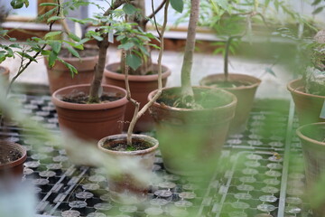 Indoor plants arranged on a table, perfect for decoration or office setting.