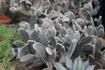 Group of cacti in a well-manicured garden, perfect for illustration or design.