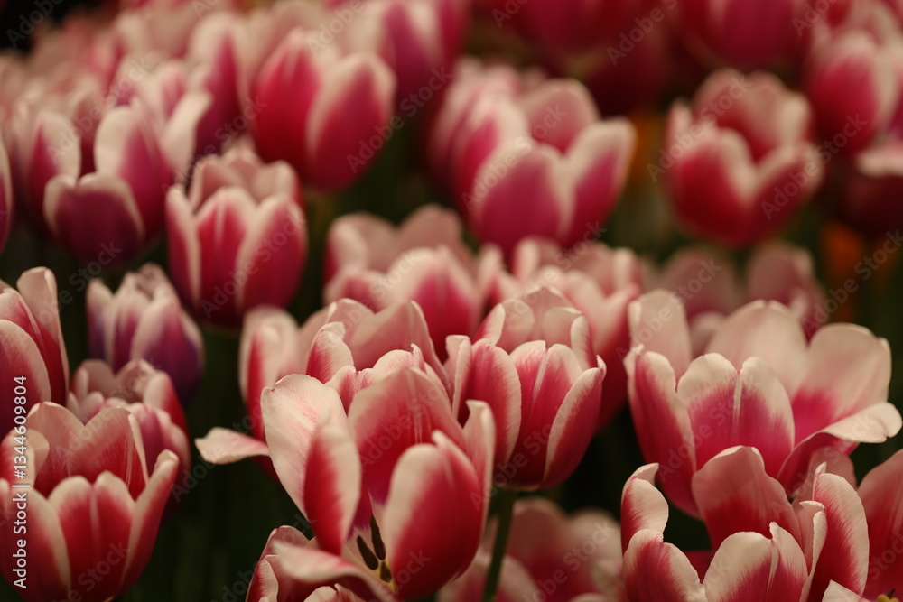 Poster tulips in bloom in a natural setting.