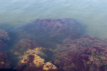 Seaweed growing on rocks in shallow water at coast