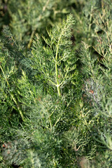 Green dill (Anethum graveolens) grow in agricultural field.