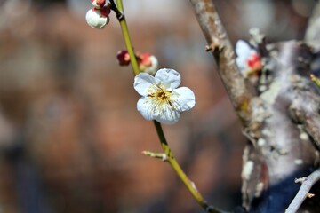 봄소식, 매화의 개화