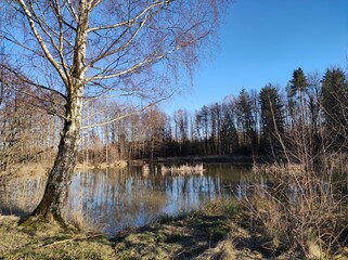Birke am Waldteich im Frühling