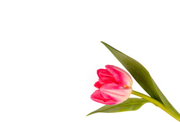 Pink tulip flower on white background