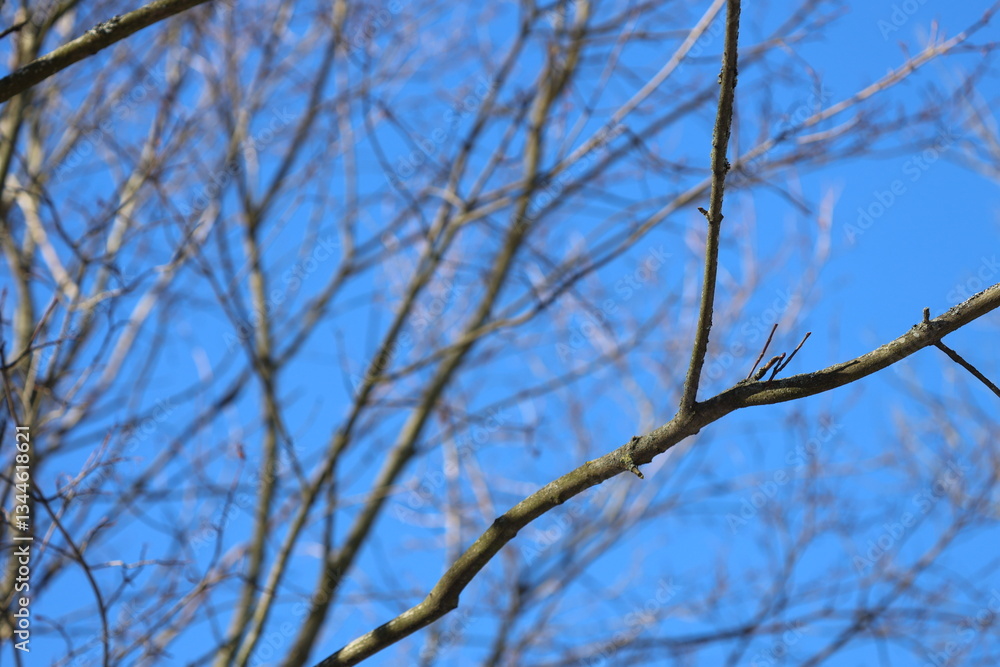 Poster a bird sitting on a branch of a tree.