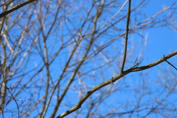 A bird sitting on a branch of a tree.