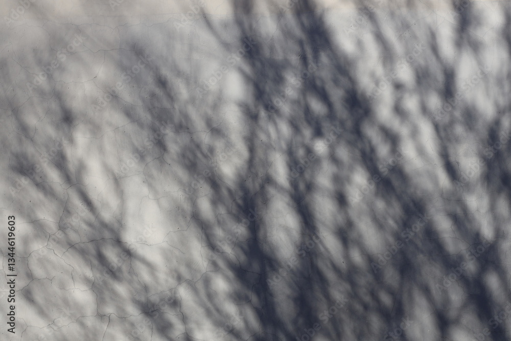 Poster Light wall with shadows from tree branches.