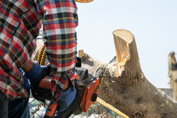 Man uses a chainsaw to cut the tree. Man cutting logs of wood