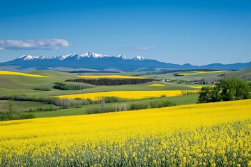 A large field of bright yellow canola flowers under the clear blue sky