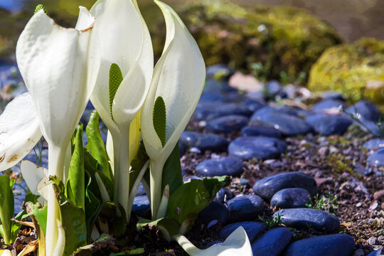 The genus Lysichiton was described by Heinrich Schott in 1857  in Japanese garden