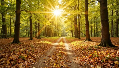 Obraz premium Sunlight filtering through colorful trees in a forest during the fall season, casting long shadows and highlighting the golden, orange, and red leaves that create a warm and inviting woodland scene.