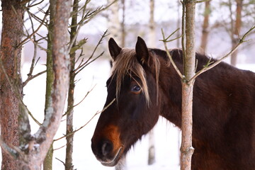 A brown horse standing near a group of trees.