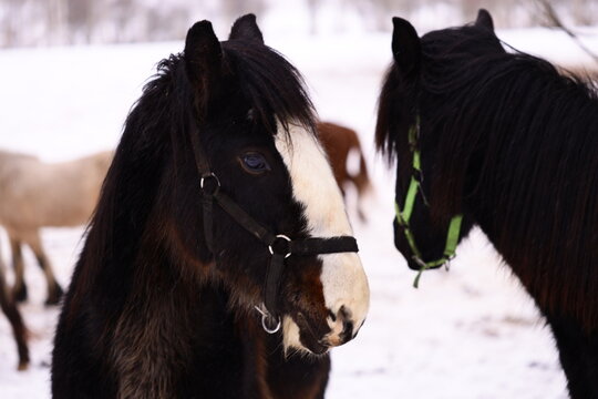 Two horses stand together in a snowy landscape.