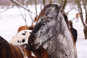 Group of horses standing together in snowy environment, potential use for winter scenes or...