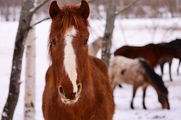 Group of horses standing near each other, with one brown horse prominent.