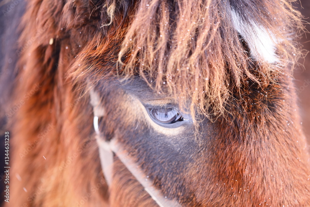 Poster A close-up shot of a horse's face with a blurred background, great for using in equine-themed designs or as a standalone image.