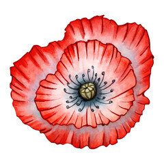 Poppy, red, leaves, flower, petal, bud watercolor set illustration isolated background, wedding, greeting, invitation card