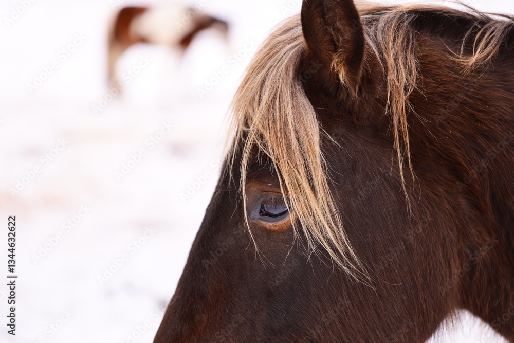 Poster a close-up shot of a horse's face surrounded by other horses in the background, perfect for use in e