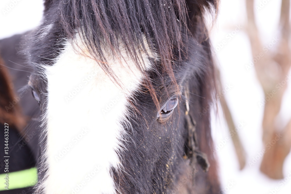 Poster a close-up shot of a horse's face covered in snow, with a calm and serene expression.