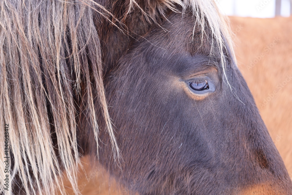 Poster a close-up view of a horse's face with long flowing mane.