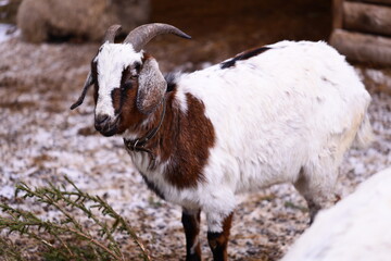 A goat stands next to a pile of rocks in a snowy landscape, ideal for winter-themed images or nature-inspired designs.