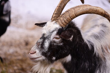 Close-up of a goat's head with prominent horns, suitable for wildlife or nature-themed designs.